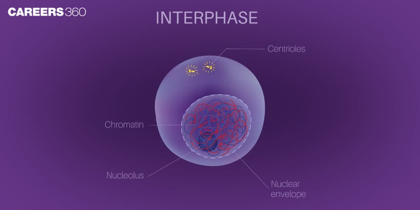 Cell Cycle Interphase With Solutions: Important Notes For NEET