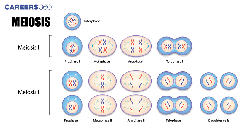 NEET Biology: Stages Of Meiosis Ⅰ - Prophase I With Lecture Video,  Important Questions And Solutions