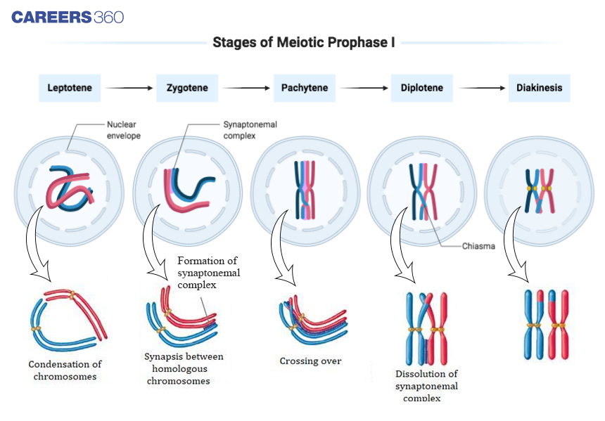 meiosis stages prophase 1