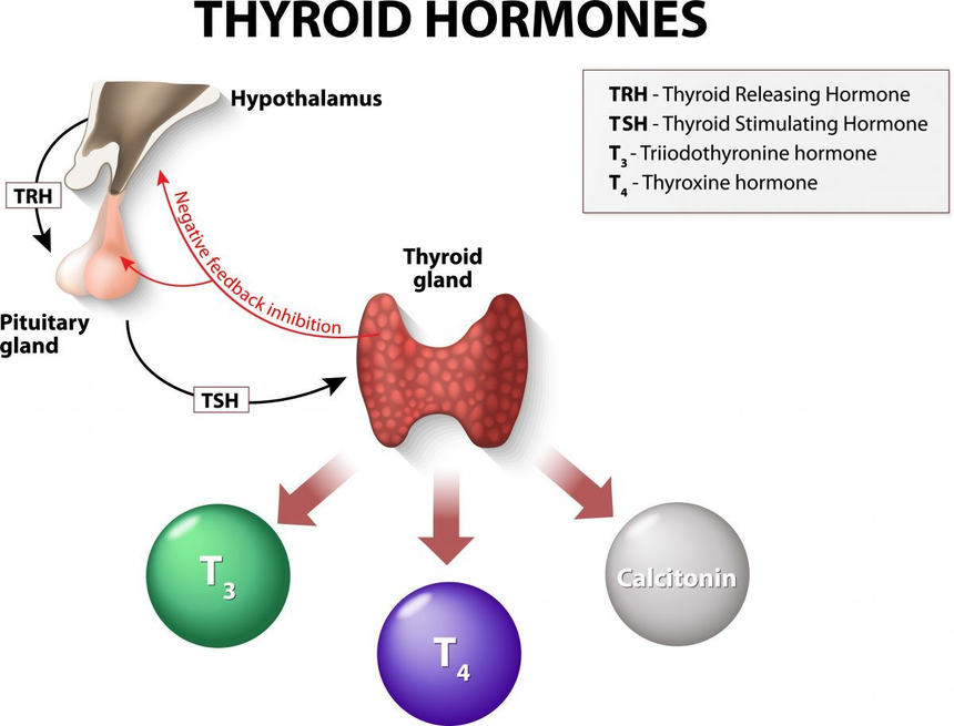 Thyroid Hormones