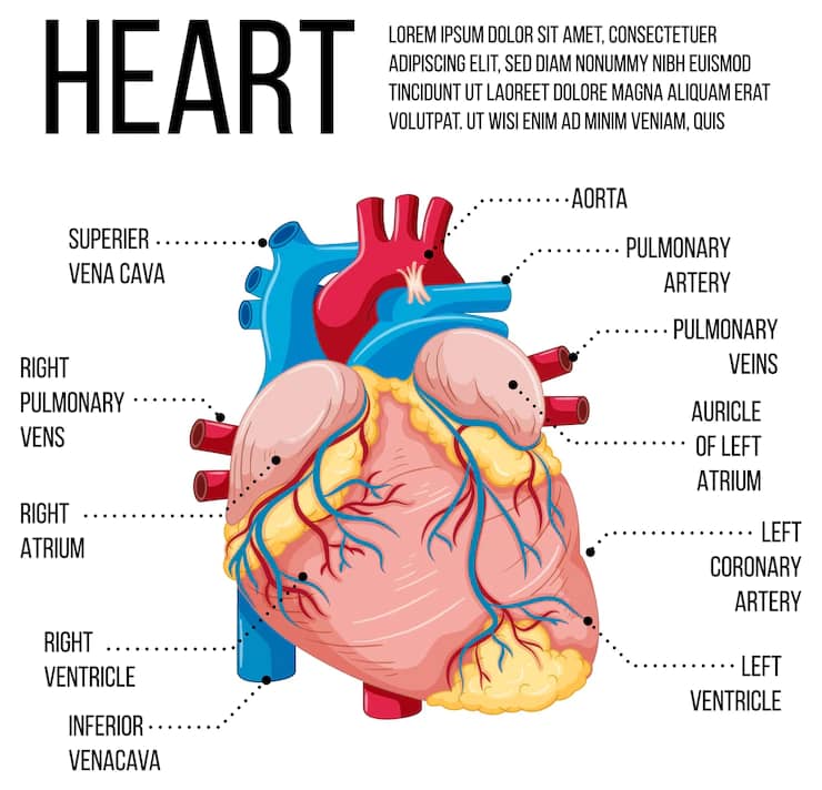 How Many Times does The Heart Beat in a Minute