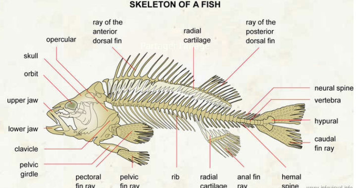 Budget Fish Skeleton