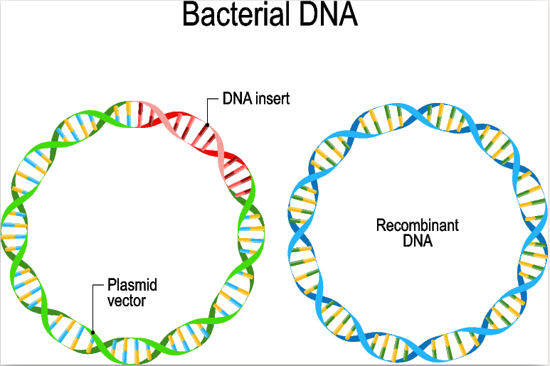 Bacteria DNA