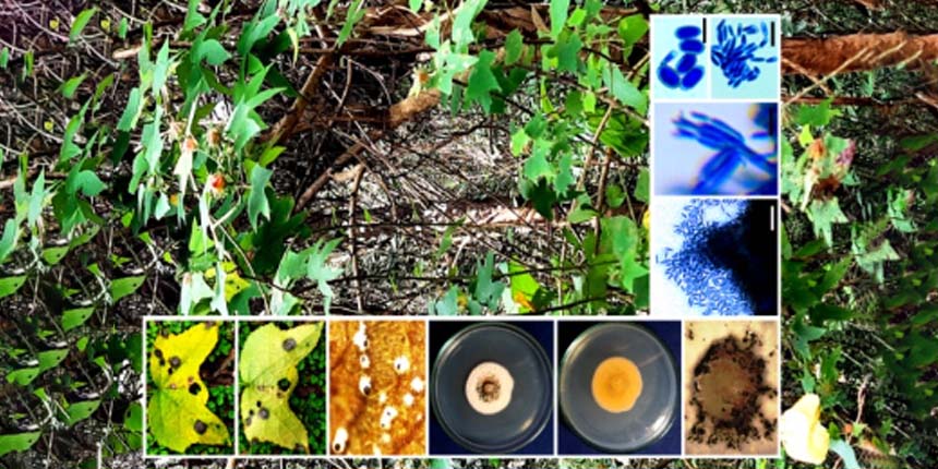 kfri-phytopathogenic-fungi-kerala-scientists-featured-image
