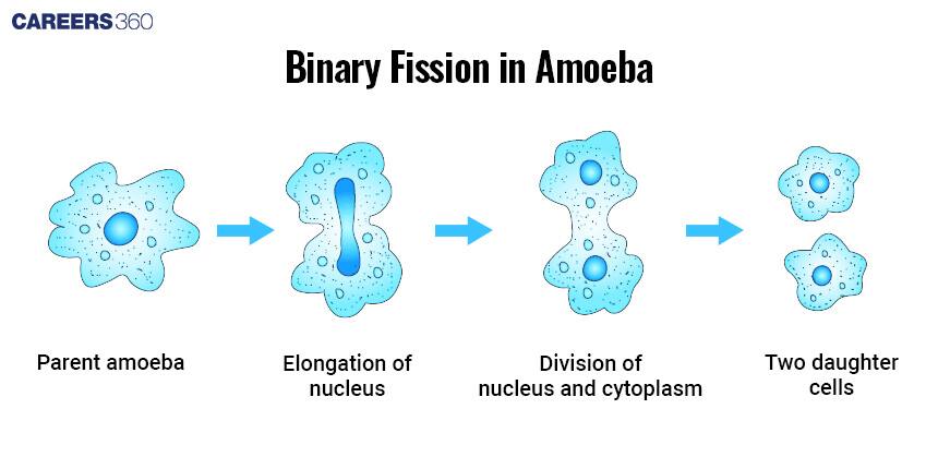 Binary Fission