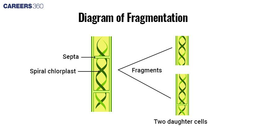 Fragmentation