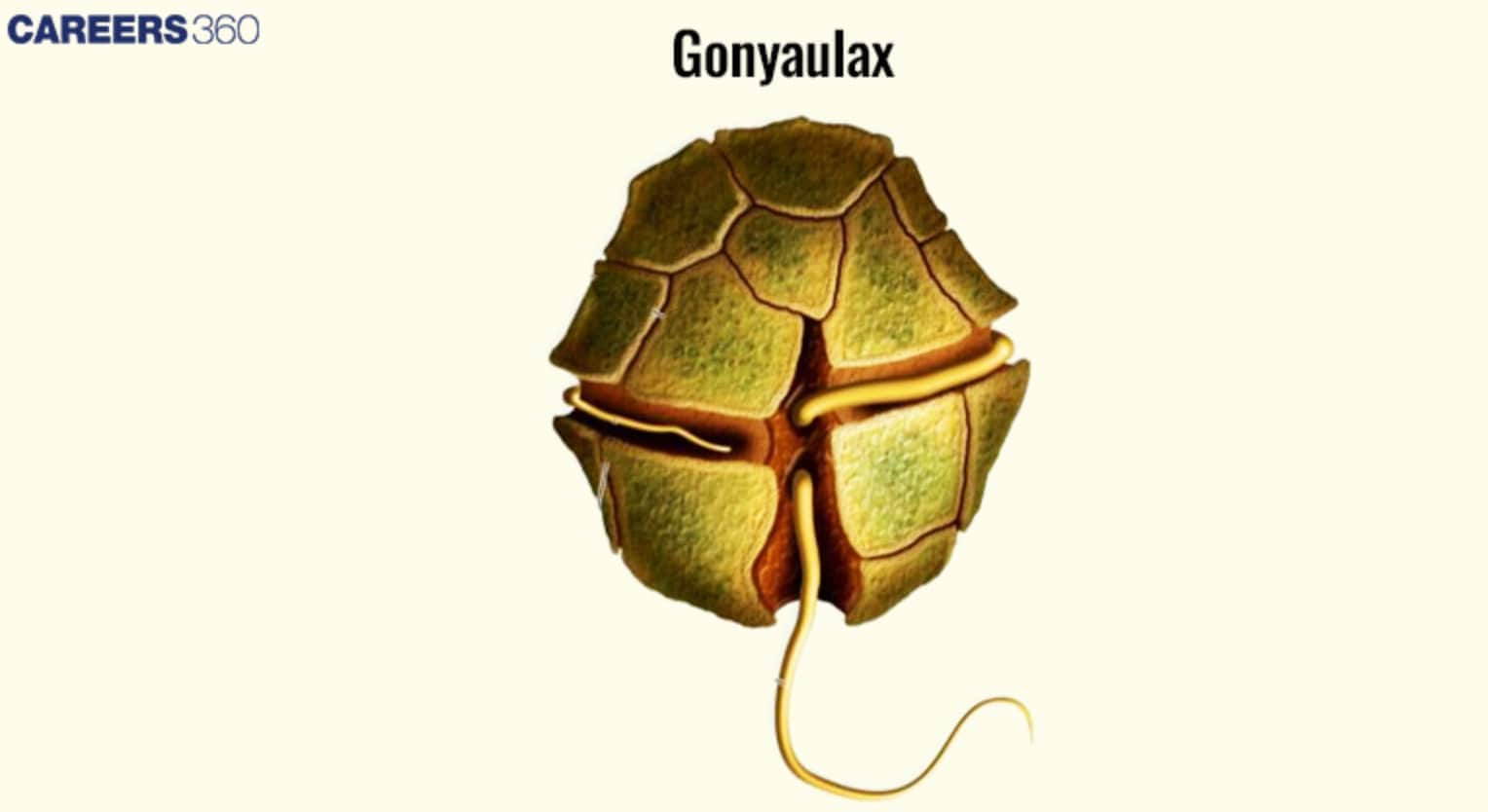 Gonyaulax