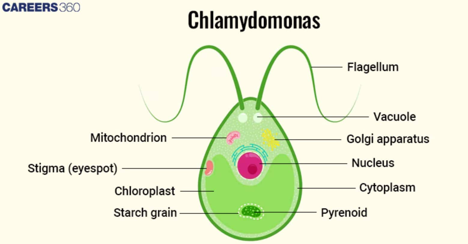 Chlamydomonas