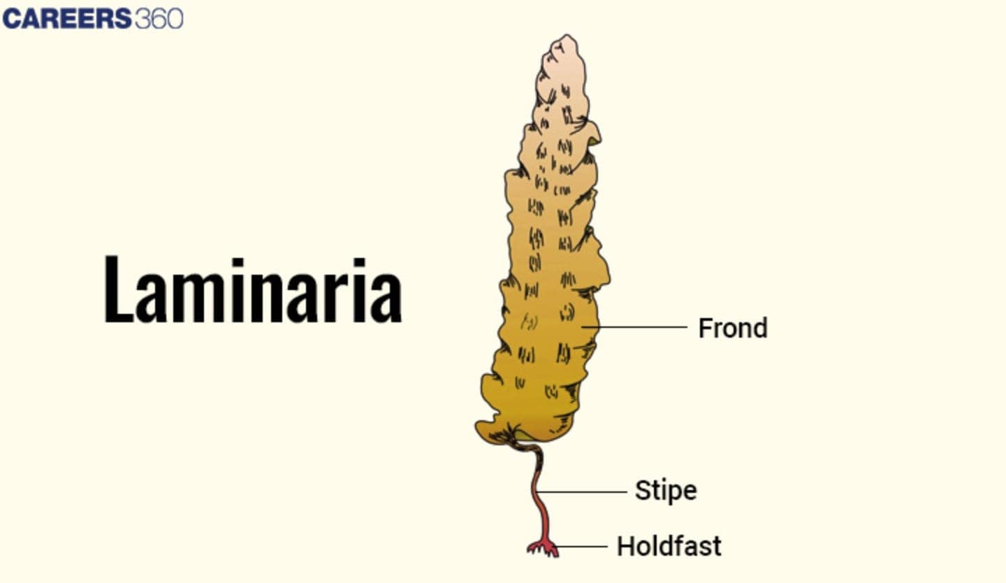 Laminaria