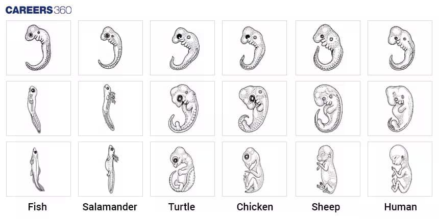 Embryonic Stages in Organisms