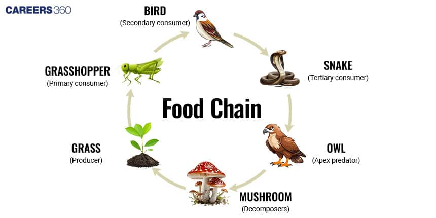 Food Chain