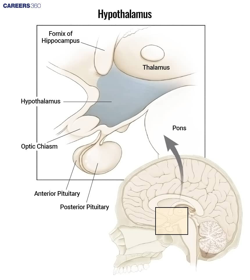 Hypothalamus