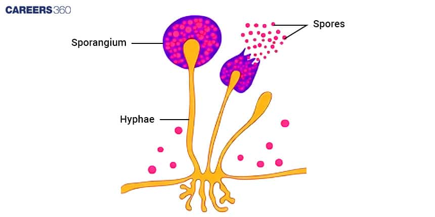 Sporulation