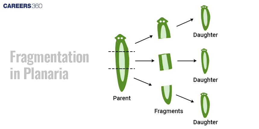 Fragmentation