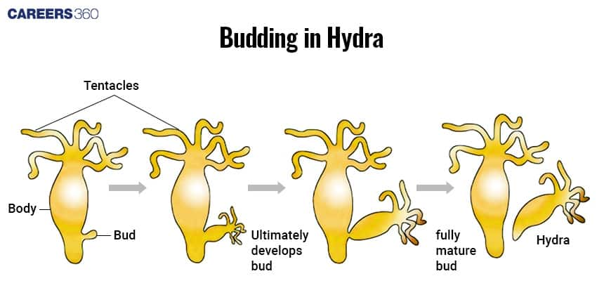 Budding in Hydra