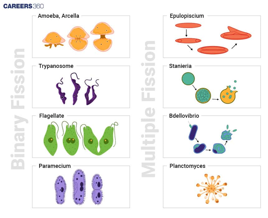 Binary Fission