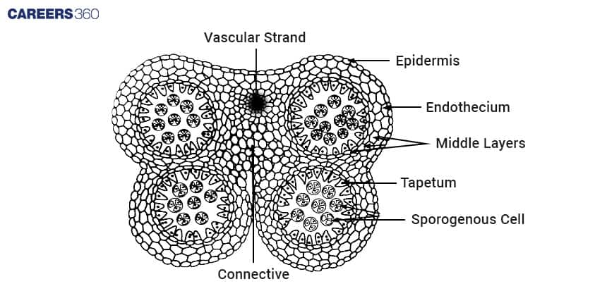 Bilobed Nature of Anther