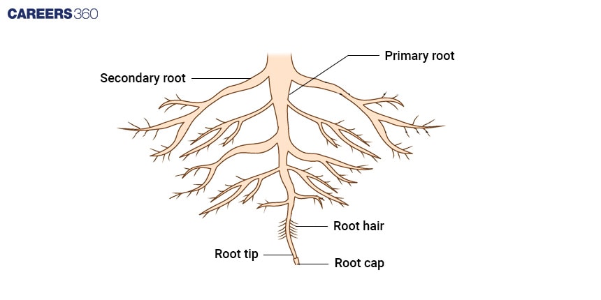 Root