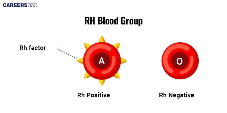 Rh Blood Group