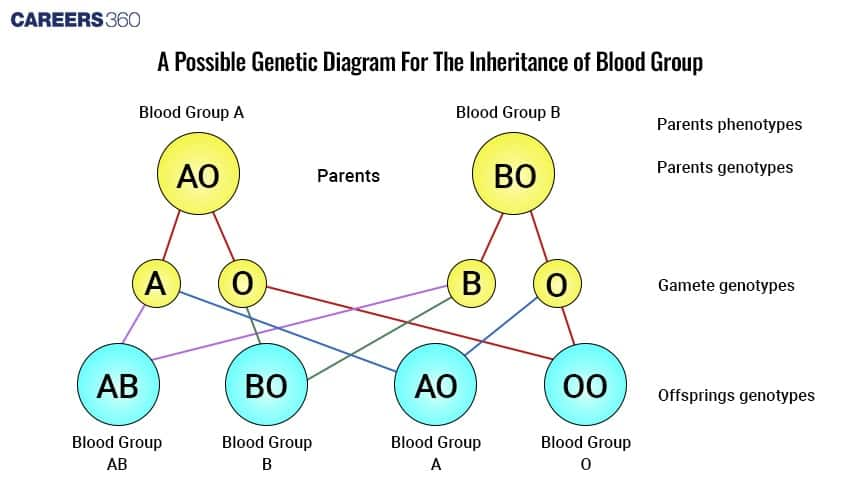 Blood group inheritance