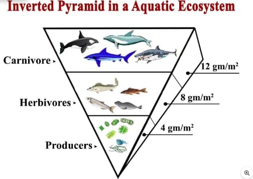 Pyramid in a Aquatic Ecosystem 