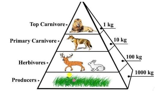 Grassland Pyramid 