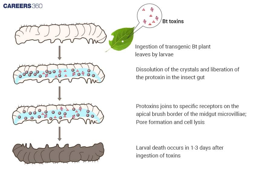 Mechanism of Bt cotton 