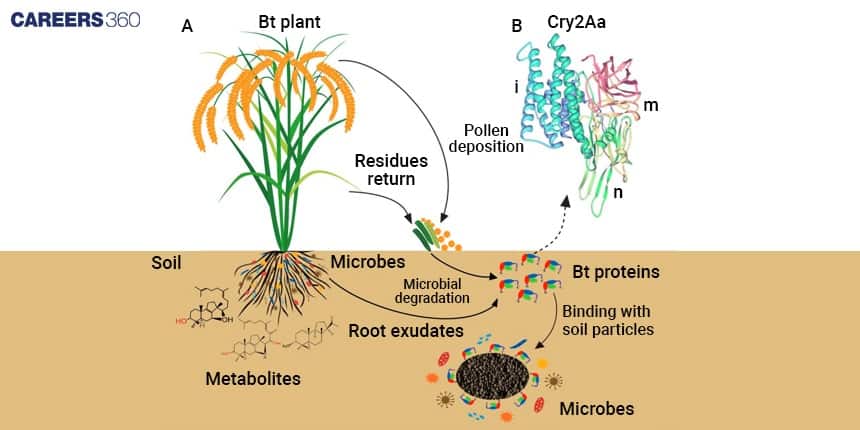 Ecological Impact of Bt crops 