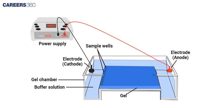Gel Electrophoresis Setup