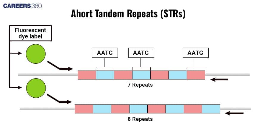 Structure of STRs and VNTRs