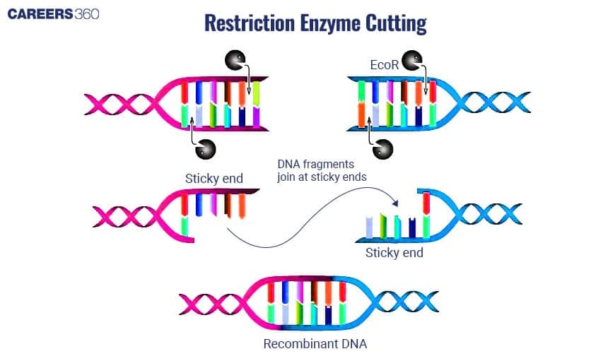 Action of Restriction Endonucleases on DNA