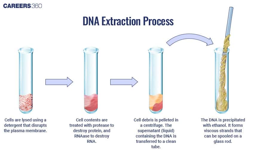 DNA Extraction Process