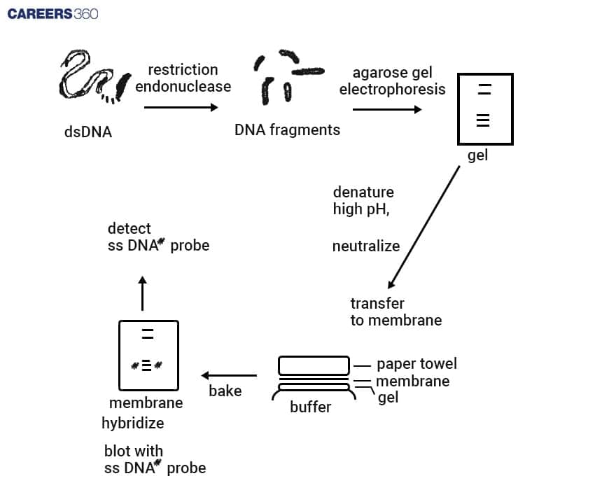 Blotting Process