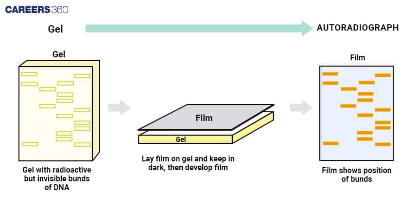 Autoradiography Process