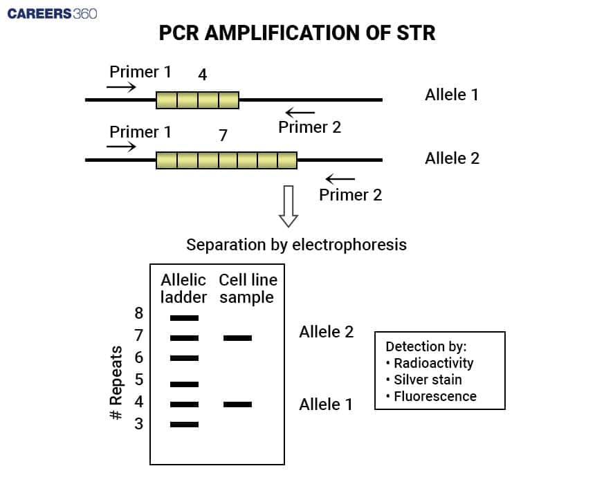STR Profiling