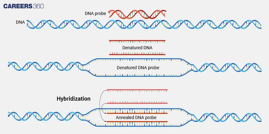 Hybridization Process