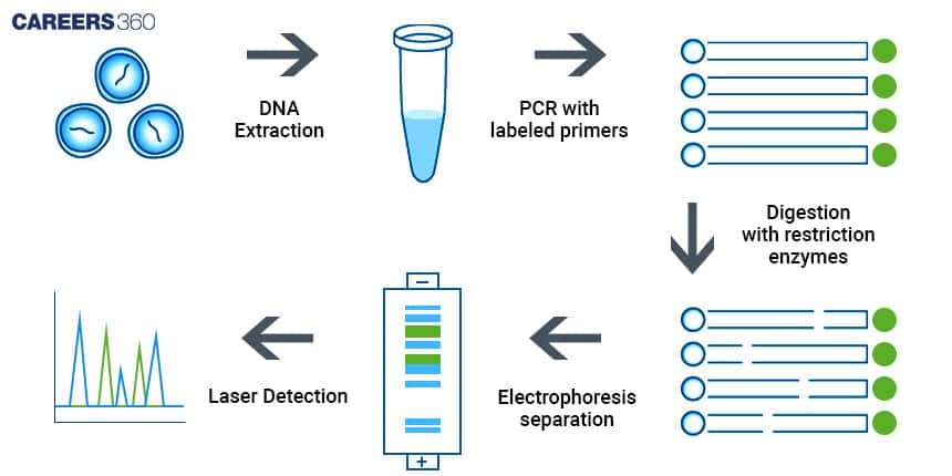 Steps in RFLP Analysis