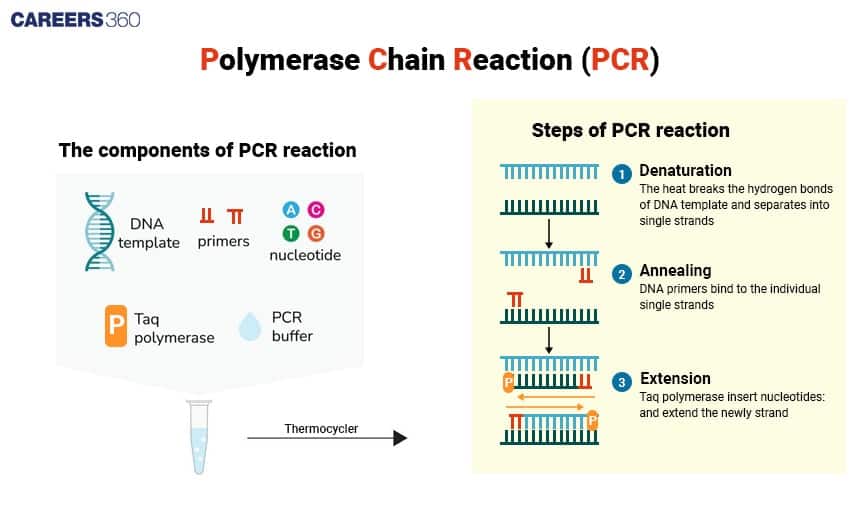 PCR Process