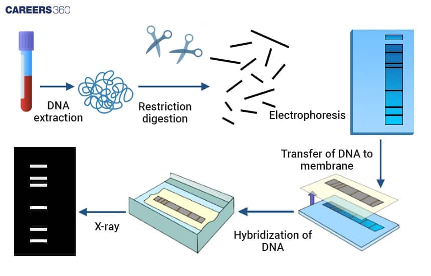  DNA Fingerprinting in Crime Scenes