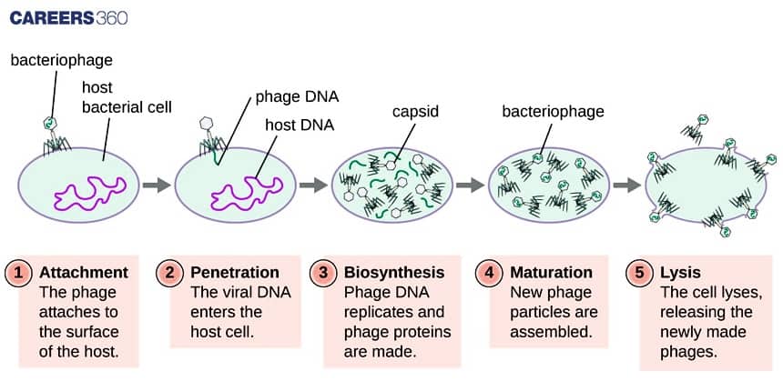 Viral Replication Cycle