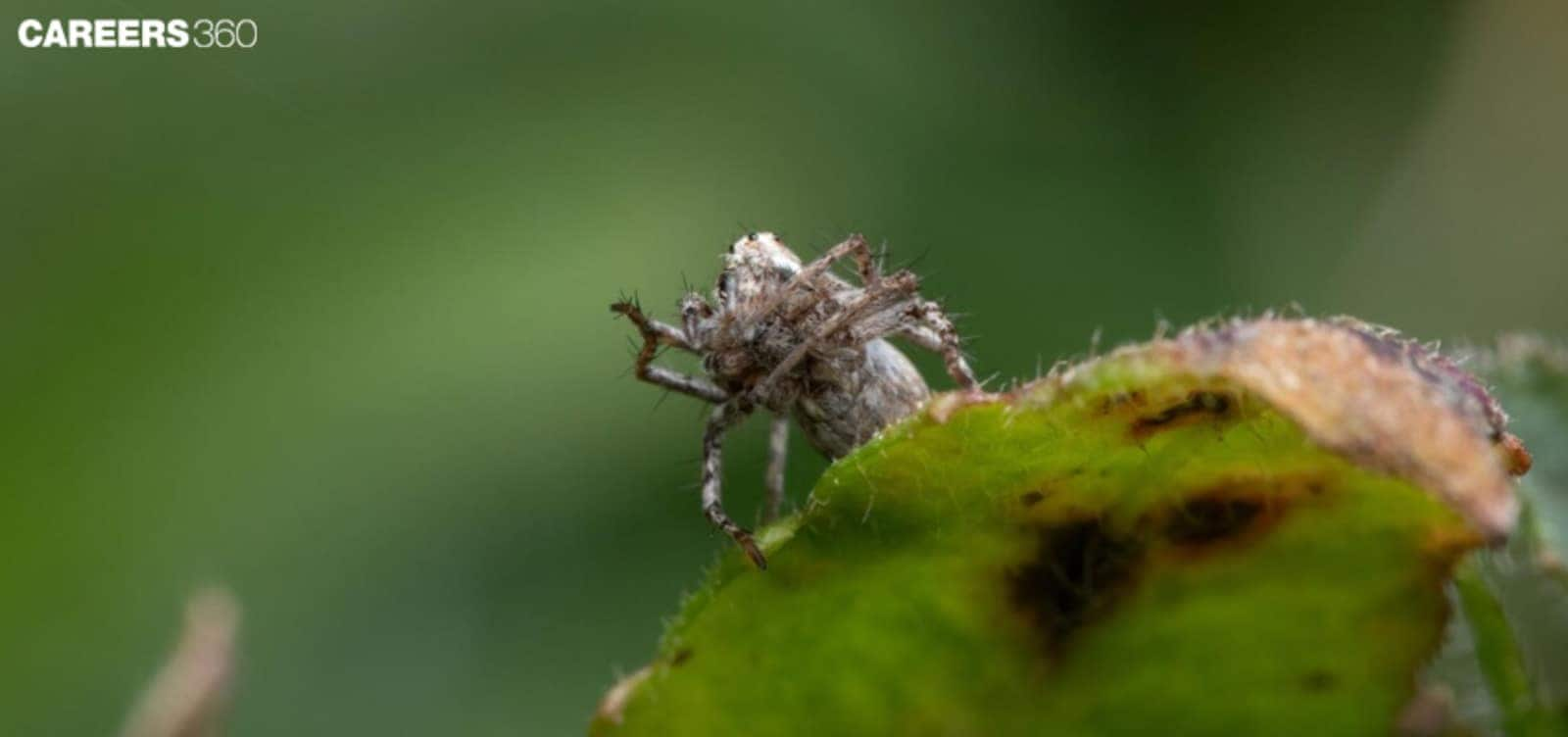 Cordyceps on an insect