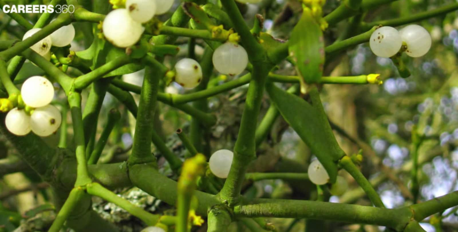 mistletoe on a tree