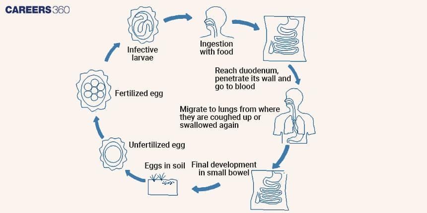 Life Cycle Of Ascaris lumbricoides