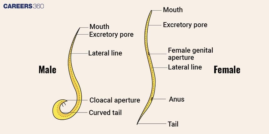 Ascaris Lumbricoides