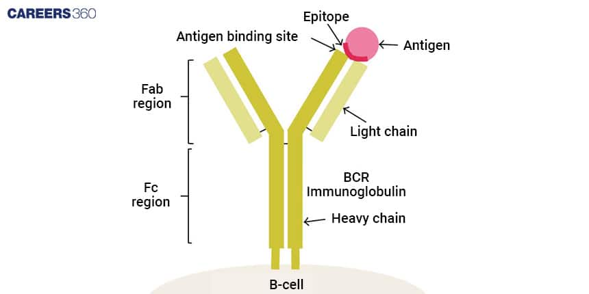 Antigen Structure