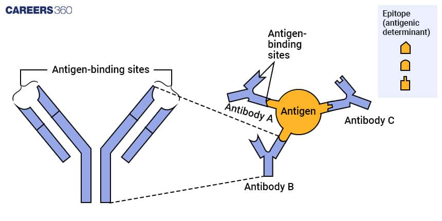 Antigen and Antibody