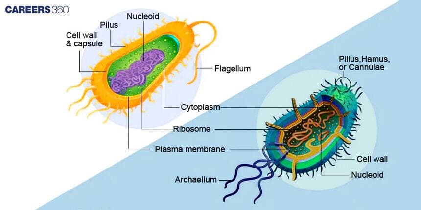 cells of Archaea and bacteria