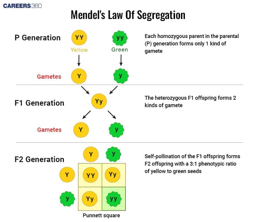 ​Law of Segregation