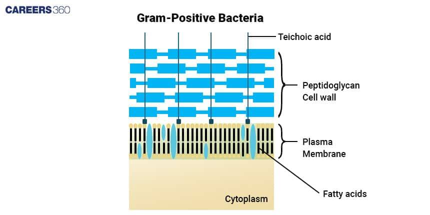 Gram-positive bacterial cell wall