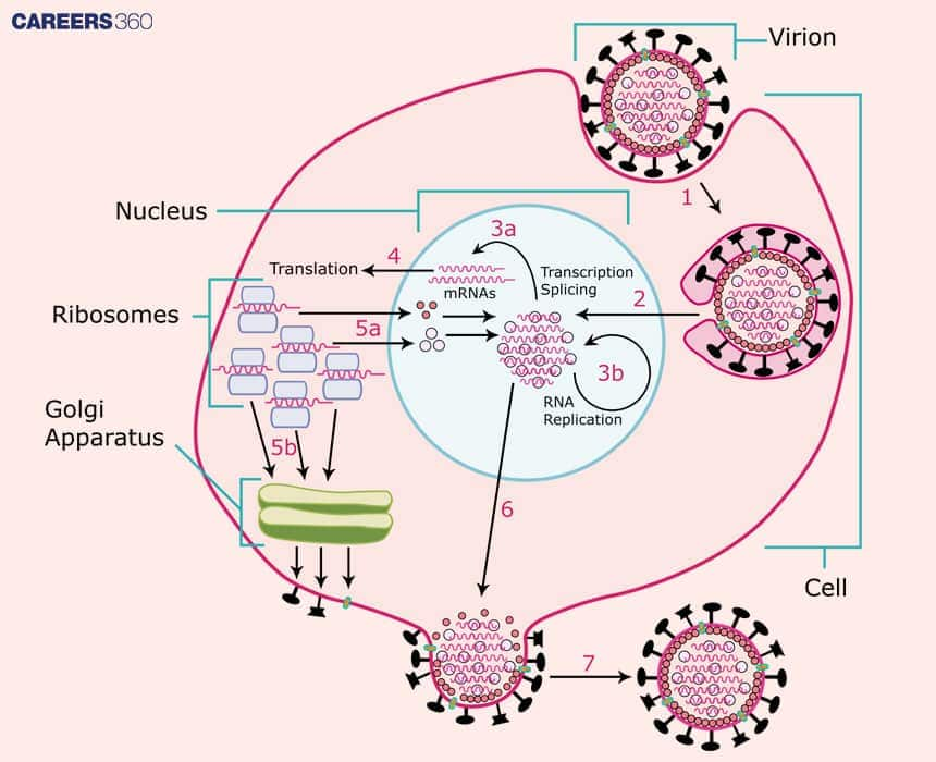 Virus Life Cycle